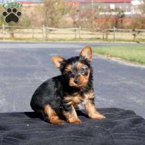 Ivan, Yorkie Puppy